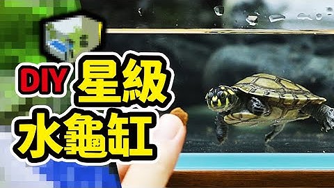 乌龟背上长角？还有香香的味道？ 5种超特别乌龟！（CC字幕） - 天天要闻
