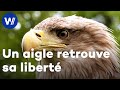 Un aigle de zoo découvre la liberté - Freedom, la légende des aigles (Documentaire, 2015)