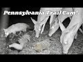 Pennsylvania Trail Cam! April!