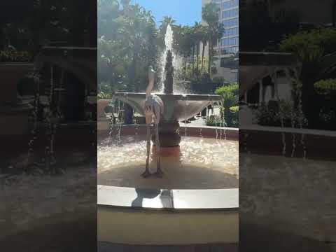 The Flamingo, Las Vegas #fun #free #lasvegas #vegas #animals #flamingo