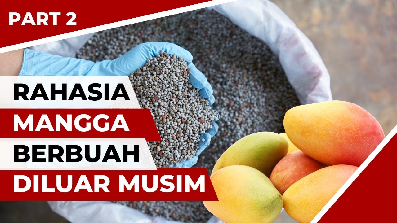 Cara Memaksa Mangga Berbuah DiLuar Musim
