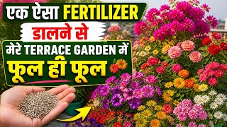 🌺 Ek Secret Fertilizer se Terrace Garden Phoolon se Bhar Gaya 🌸 | Bougainvillea, Gulab Full Bloom