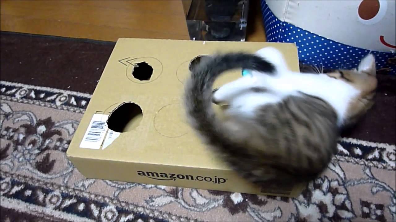 猫 段ボールで 手作りおもちゃ Youtube