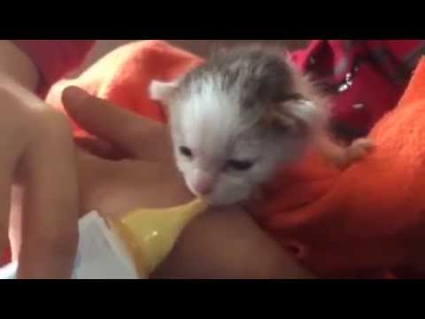 Chaton De 3 Semaines Boit Son Biberon Youtube Chaton De 3 Semaines Boit Son Biberon Youtube