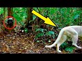 科学者は言葉を失いました!自然には存在しない動物をカメラは捉えました!