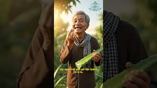 Nhiệt miệng hành hạ? Ông mách dùng nha đam là cứu tinh, giảm đau siêu tốc!