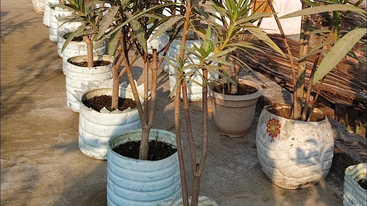  Garden mein Safai ka kam#flowersgardenflowers #gardenplants #flowergarden #garden #love #long video