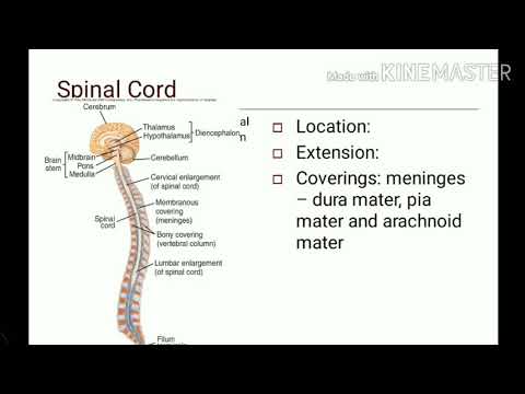 Functional anatomy of spinal cord: - YouTube