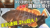 高級エビ丸飲み 大原のマハタ 22年2月上旬イワシ泳がせマハタ釣り 加幸丸 マハタから生きたまま出てきたエビとは Youtube