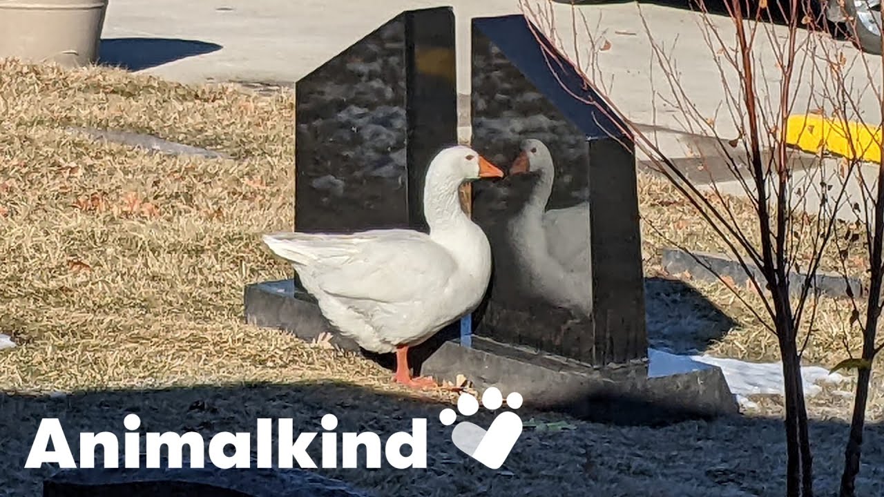 Widowed goose gets a second chance at love Animalkind goodnews YouTube