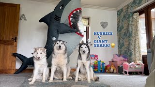 Pranking My Huskies & Kids By Becoming A Shark!.