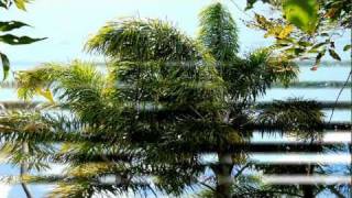 UNAHE ST TROPICAL FLOWERS—III