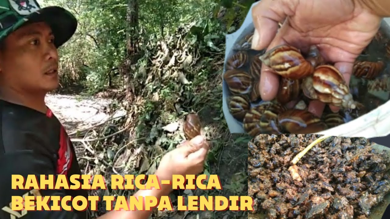 Terbongkar Rahasia resep rica-rica bekicot/02 keset tanpa lendir - YouTube