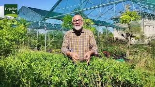 Compresse Di Giardinaggio La Siepe Di Ligustro Sinense.