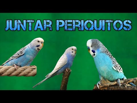 Video: Cómo introducir un segundo periquito