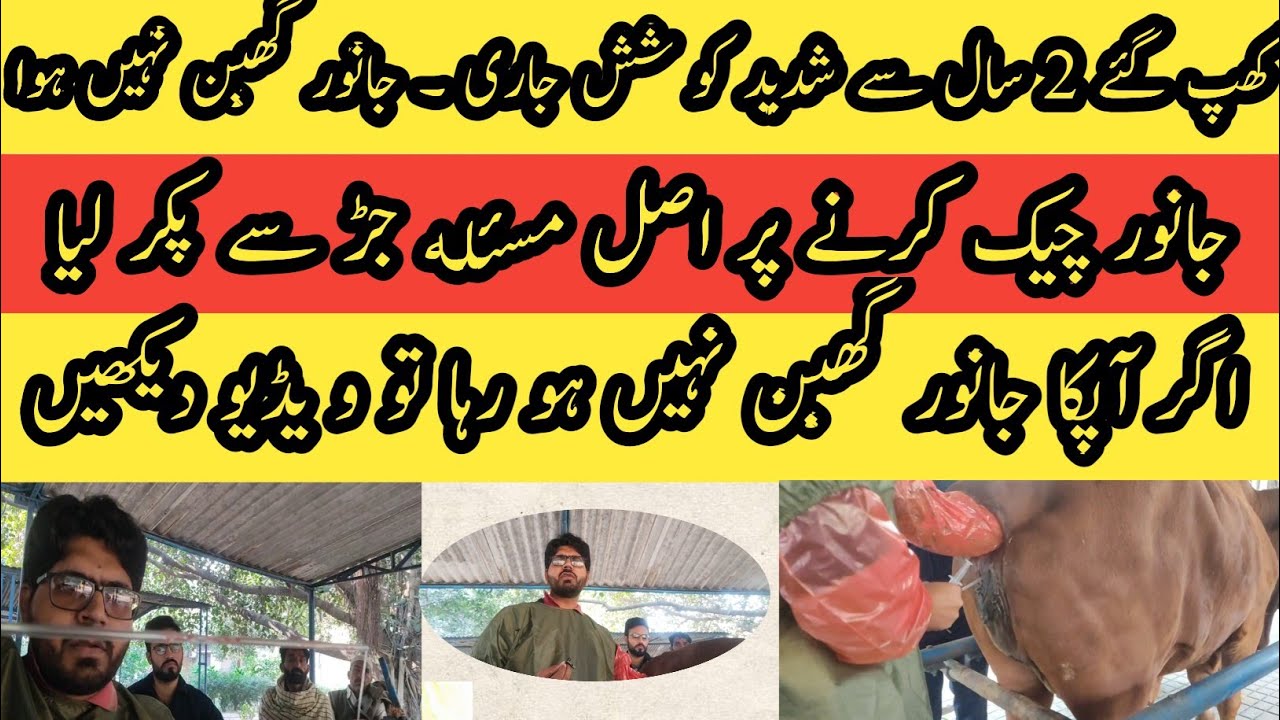 Животное не беременеет II Повторное лечение спаривания