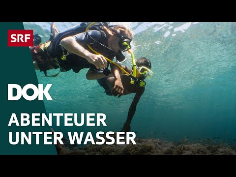 Faszination Wasserwelt – Von Haien, Eisbergen und versunkenen Wracks | Doku | SRF Dok