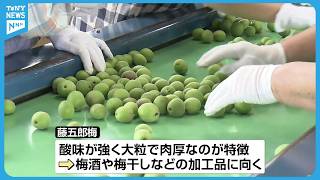 加工用に人気】大粒で肉厚「藤五郎梅」選別作業始まる 亀田地区の特産
