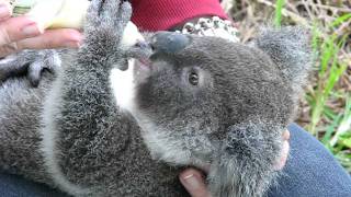 Pimms the koala joey drinking milk from his bottle