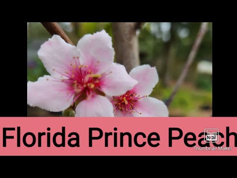 Florida Prince peach tree blowing up with blooms!