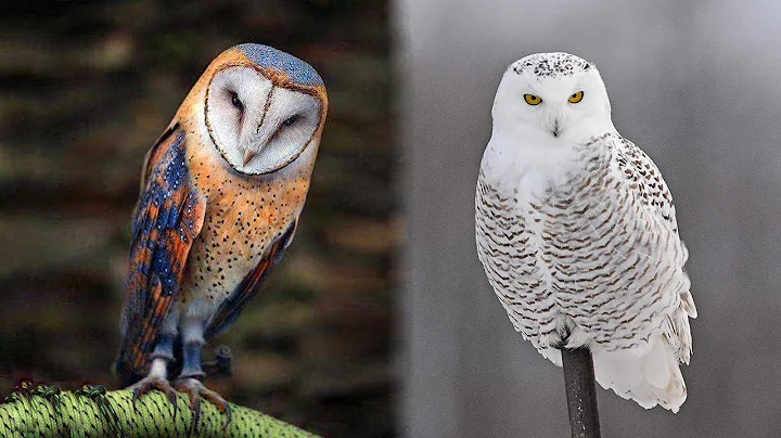 10 Most Beautiful Owls on Planet Earth - DayDayNews