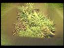 Hidden Neighborhood Pot Farms