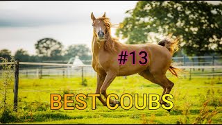 Best Animals Coub #13-СМЕШНЫЕ ЖИВОТНЫЕ 2022-ТОПовая подборка-Funny Animals Videos Compilation 2022
