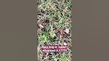 Proof of Super Advanced AI spying robot! (Or cute bug.) #shorts