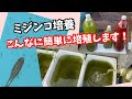 ミジンコ培養でお悩みの方へ？これで解決します！【メダカ】