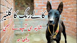 Black Gultair Dog || Dangerous breed || gultair Dog || Zain Ul Abideen by Zain Ul Abideen 3,248 views 1 year ago 7 minutes, 33 seconds