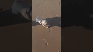 Fast as #dog #westie #blackpool #funny #funnydogs funny dog #beach