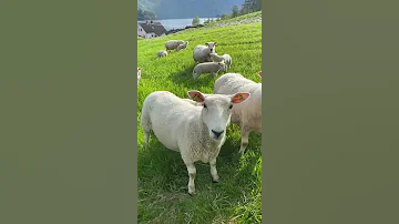 الخراف في سويسرا 