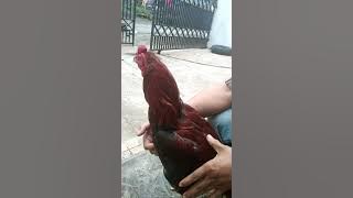 Ciri ciri ayam pembunuh