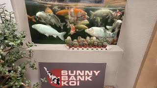 Sunny Bank Koi, Shop visit by Scott Henderson Koi & Hawks 1,191 views 10 months ago 11 minutes, 2 seconds