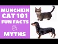 Munchkin Cats 101 : Fun Facts & Myths の動画、YouTube動画。