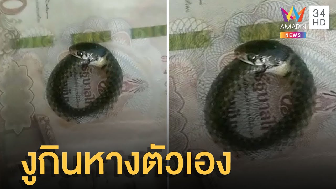 งูกินหางตัวเอง คล้าย 