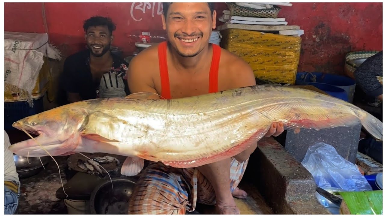 ১২ কেজি ওজনের বড় বোয়াল মাছ কাটিং|Giant Monster Wallago Attu Catfish ...