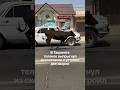 В Ташкенте теленок выпрыгнул из прицепа-скотовоза прямо на дорогу и выбежал на проезжую часть.