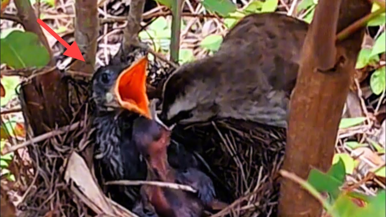 INDUK MERAWAT DUA BAYI BURUNG BERBEDA