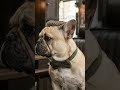 Dog haircut Funny