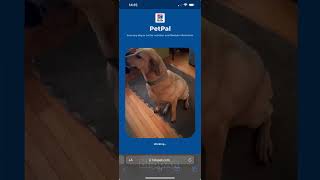 PetPal AI - Blippar