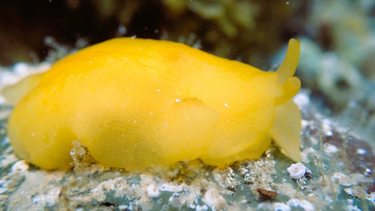 Facts: The Orange Gumdrop (The Tiny Slug That Can Secrete Acid)