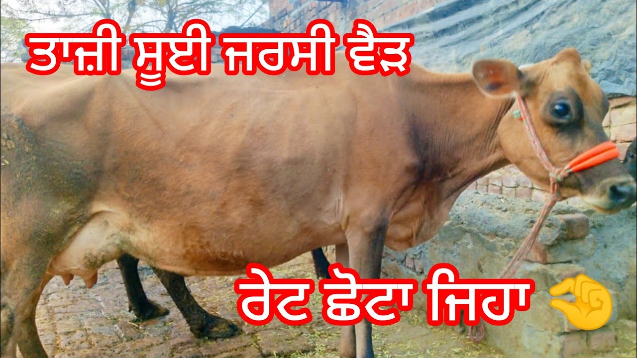 pH:9781685435 ਤਾਜ਼ੀ ਸੂਈ ਜਰਸੀ ਵੈੜ ਮਗਰ ਵੱਛੀ ਰੇਟ ਛੋਟਾ ਜਿਹਾ #salecow #cow #jarsicow #dairyfarm #farming 