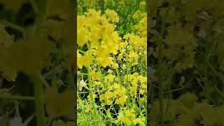 一面、黄色い絨毯?.???.??⚘天気も良くて気持ちいい☀️｡° 菜の花 菜の花 rapeblossoms  笠岡ベイファーム 笠岡市 岡山 okayama shorts