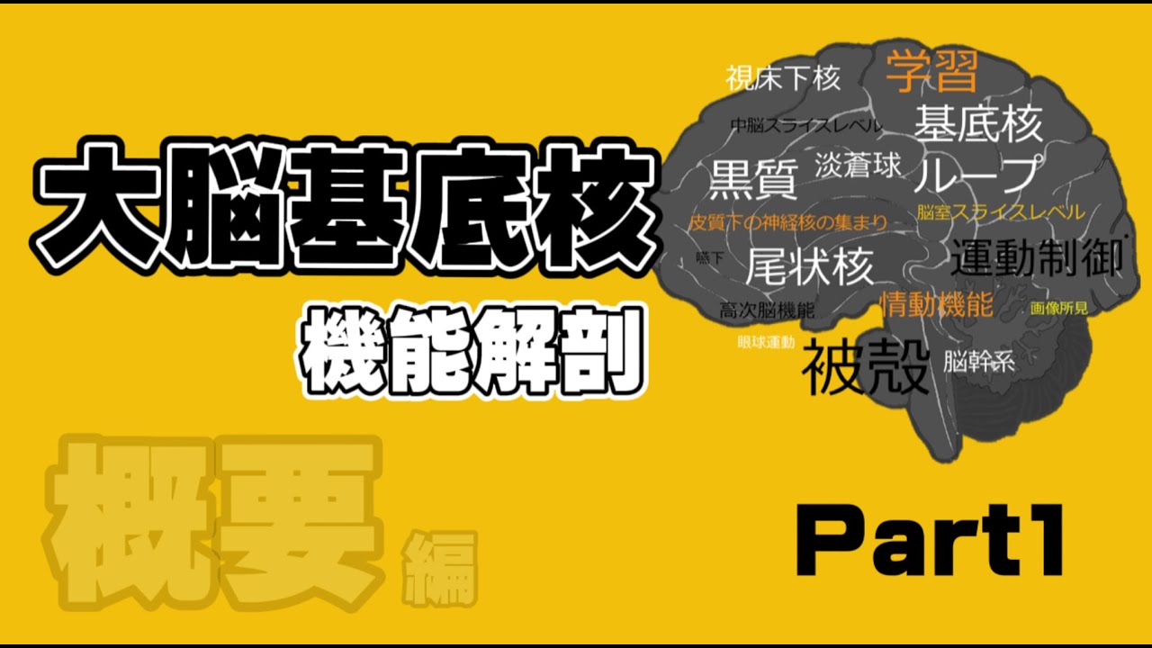 大脳基底核の機能解剖 part1【概要編】