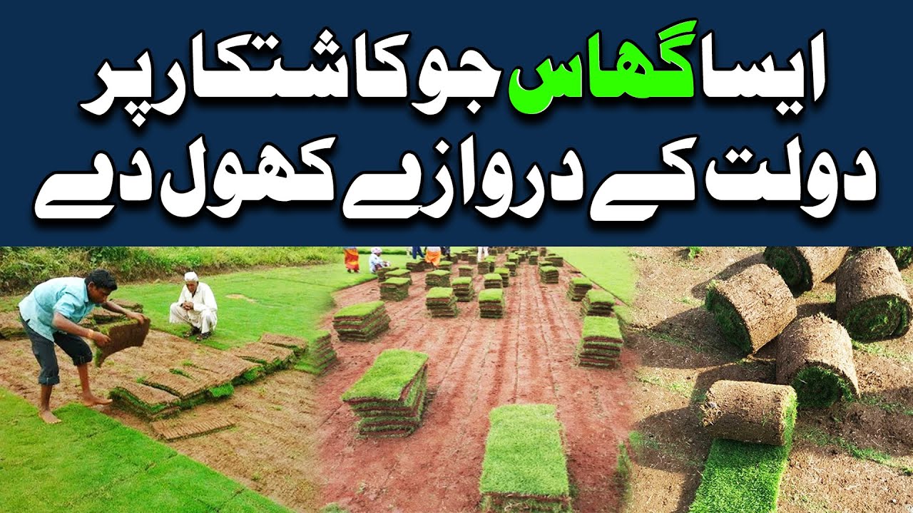 Fine Dhaka \ Korean Grass Lagane ka Tarika | لان گراس | Carpet Grass in ...