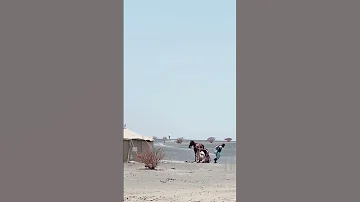 رقص راعي ابل 