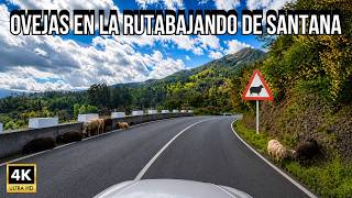 CONDUCIENDO DESDE SANTANA 🚗 LA BAJADA MÁS IMPRESIONANTE DE MADEIRA 4K
