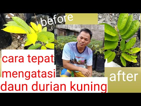 Video: Daun Ara Kuning: Mengapa Daun Ara Menguning