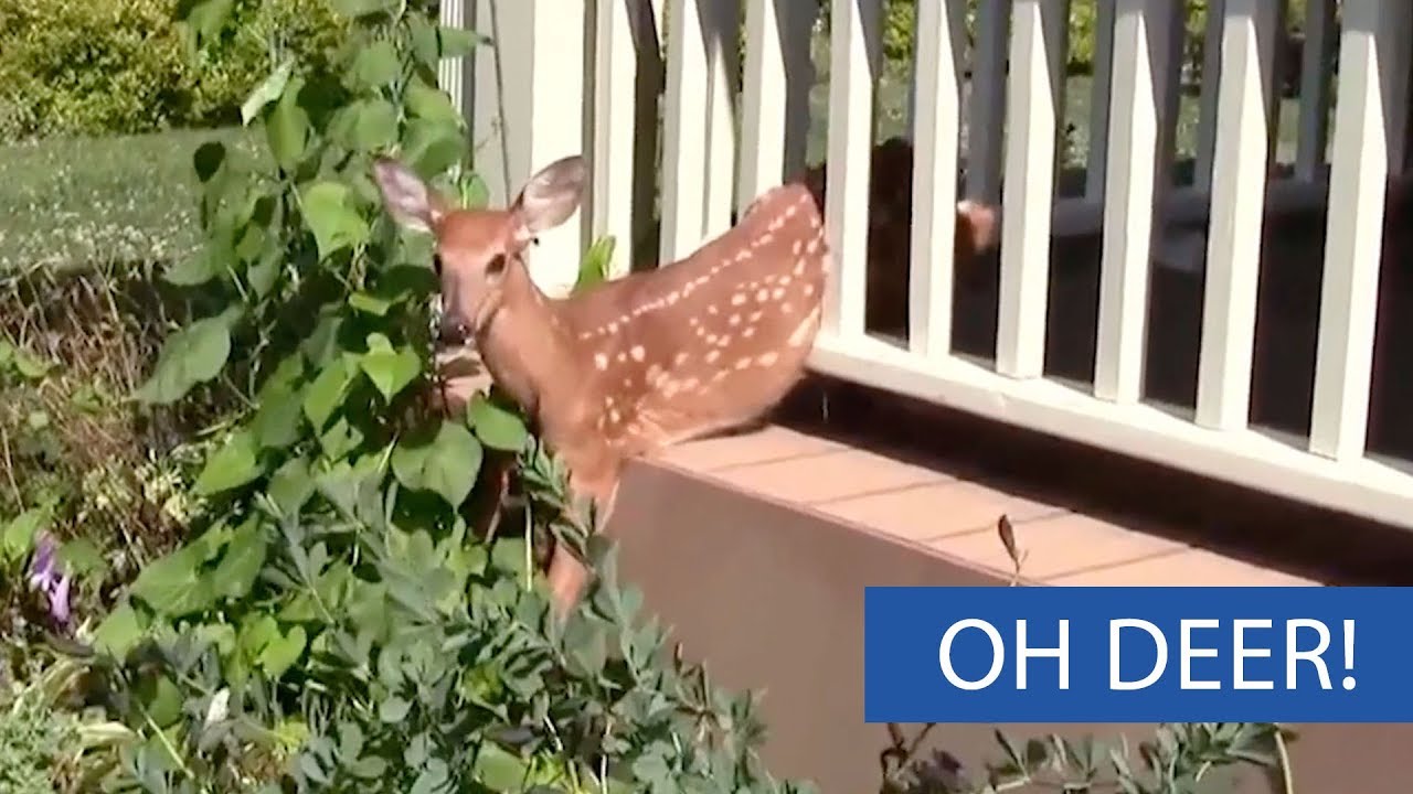 fawnmates Woman Rescues Fawn Stuck in Porch Railing